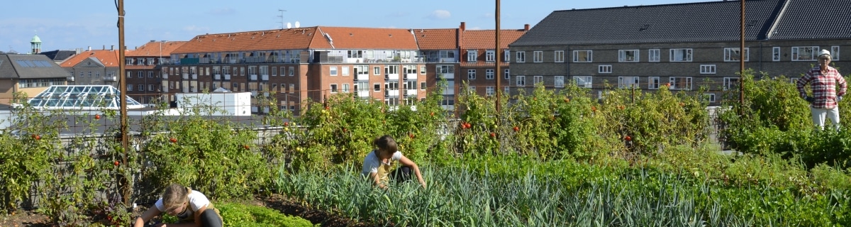 Green Roofing Copenhagen