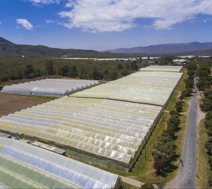Flower farm reinvents itself as sustainable industrial park