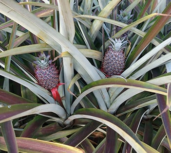 Utilizing pineapple waste for briquette production in Africa