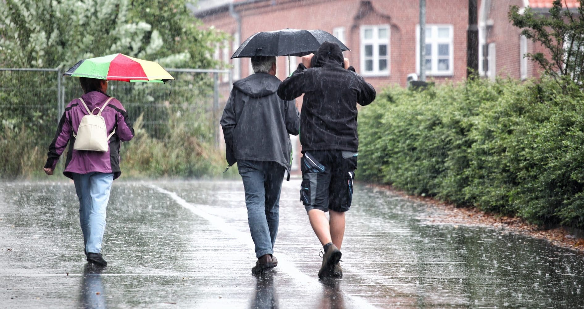 Roadside trees drink stormwater in innovative solution for urban ...