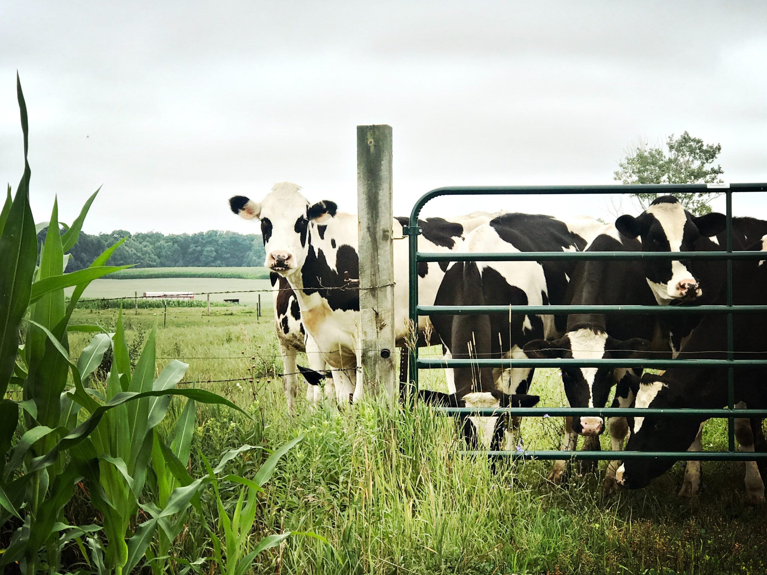 Cows bio energy