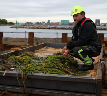First large scale transplantation of eelgrass
