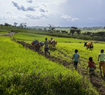 Sustainable development for Ethiopian farmers
