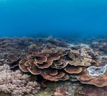 ReCoral: Turning turbines into reefs