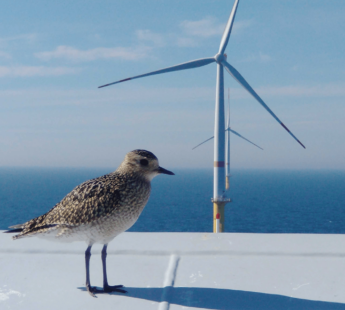 Increasing awareness: How Vattenfall engages employees in biodiversity