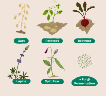 Plant-based food that MATR