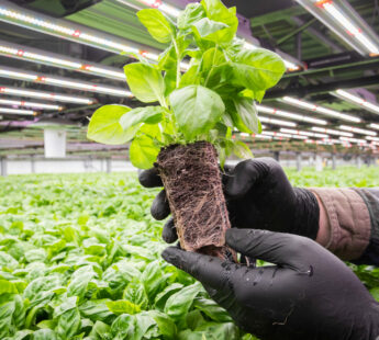 American herb producer grows smarter with Moving Gutter System