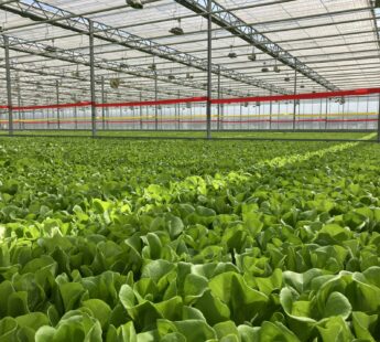 Maximizing efficiency and profitability in indoor farming