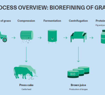 Locally produced protein alternative to soy