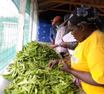 Blended finance in adaptation – Cooling solutions for smallholder farmers in Kenya