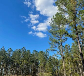 Award-winning carbon removal & sustainable forestry