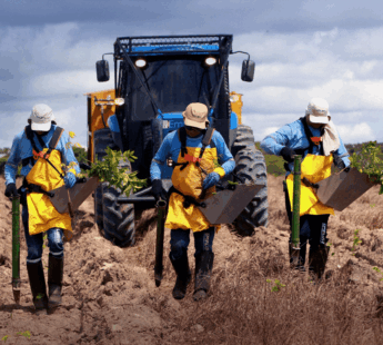 Investing in reforestation of the Amazon rainforest