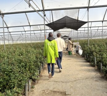 Global Value Chain & Impact Financing Analysis in Kenya’s Horticulture Sector