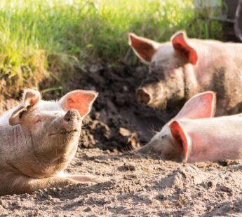 Biogas turns waste into value